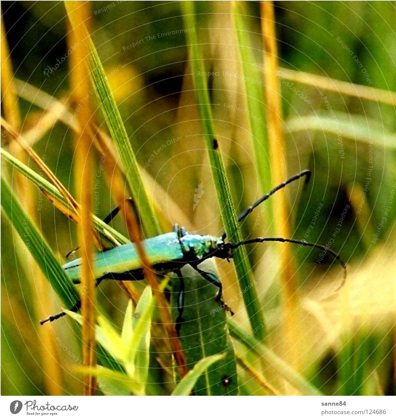 Käfer grün Wiese Sommer Bergwiese türkis krabbeln Gras Halm Fühler Moschusbock Insekt Polen Bieszczady Natur