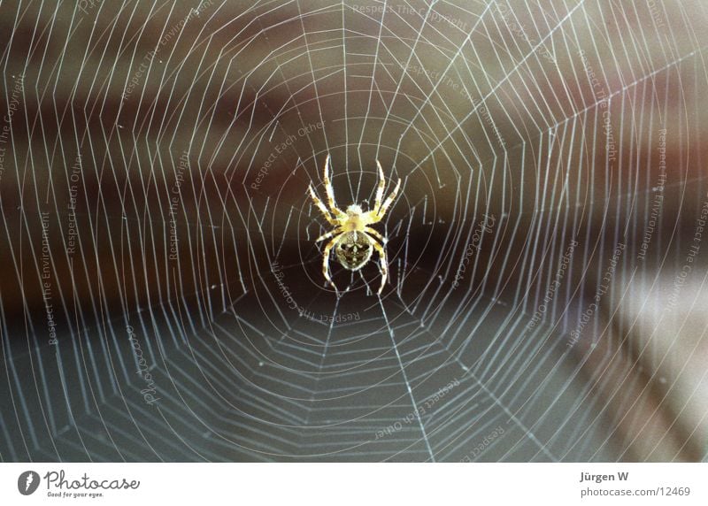Spiderman Spinne beobachten Insekt Nahaufnahme Licht Netz Makroaufnahme Detailaufnahme spider insect net lie in wait for light