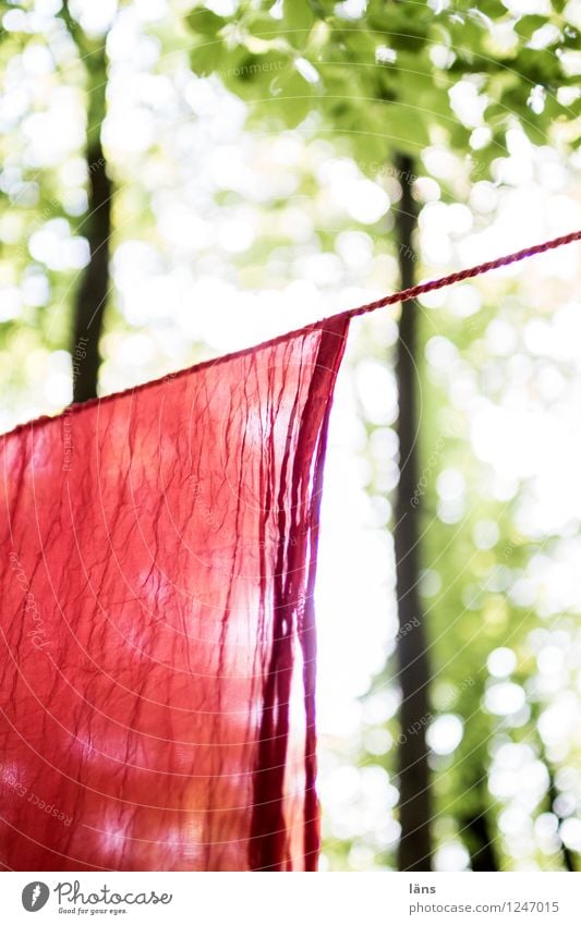 pZ3 l Wäsche trocknen auf der Wäscheleine Umwelt Sommer Wald hängen Tuch hell Baum Außenaufnahme Menschenleer Sonnenlicht Schwache Tiefenschärfe Farbfoto