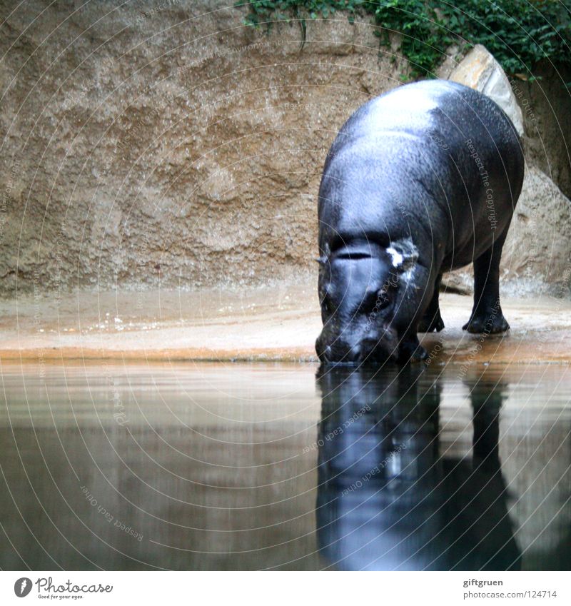 hippopotamus amphibius Flußpferd trinken Tier Säugetier Paarhufer Afrika Wasser