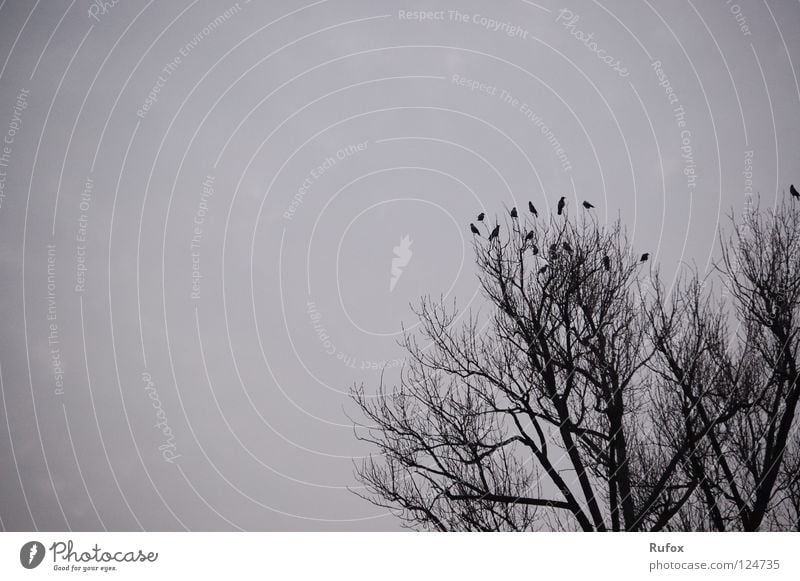 Gruppenzwang Schwarzweißfoto Außenaufnahme Menschenleer Textfreiraum links Textfreiraum oben Abend Schatten Silhouette Himmel Wolken Gewitterwolken Herbst