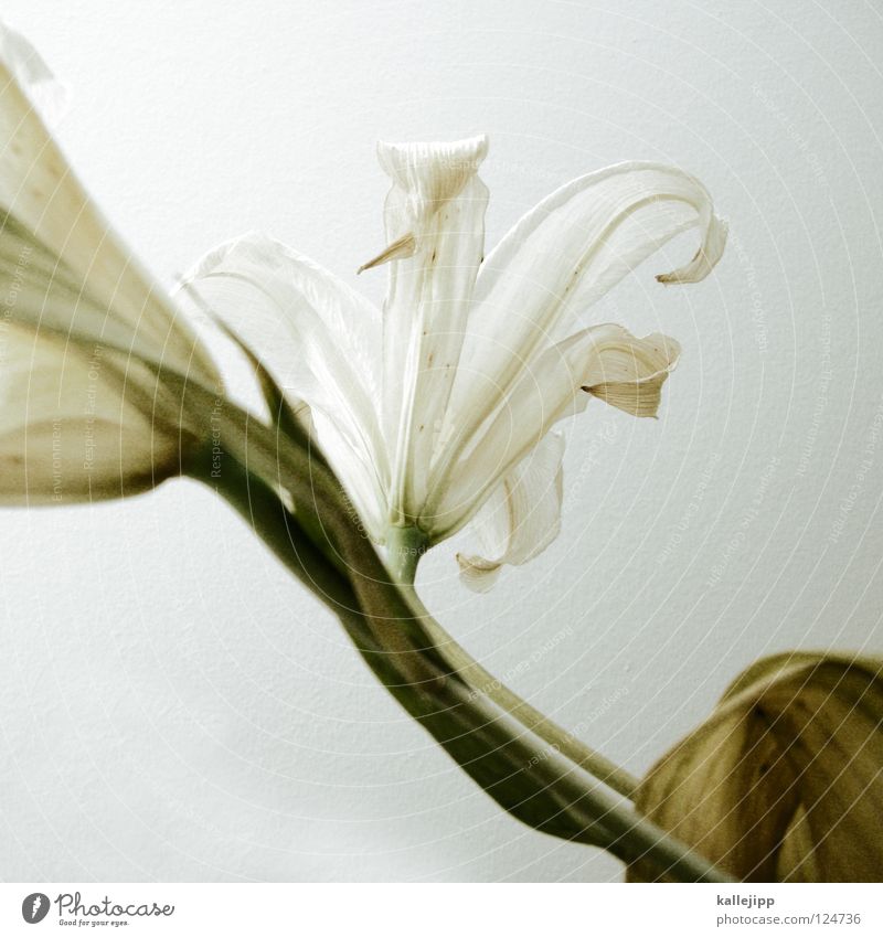 gattung Blume Pflanze verschönern Lilien Maria Lebewesen Wachstum weiß Fortpflanzung Pollen vertikal Stengel unschuldig Macht white Wurzel Zwiebel Stempel