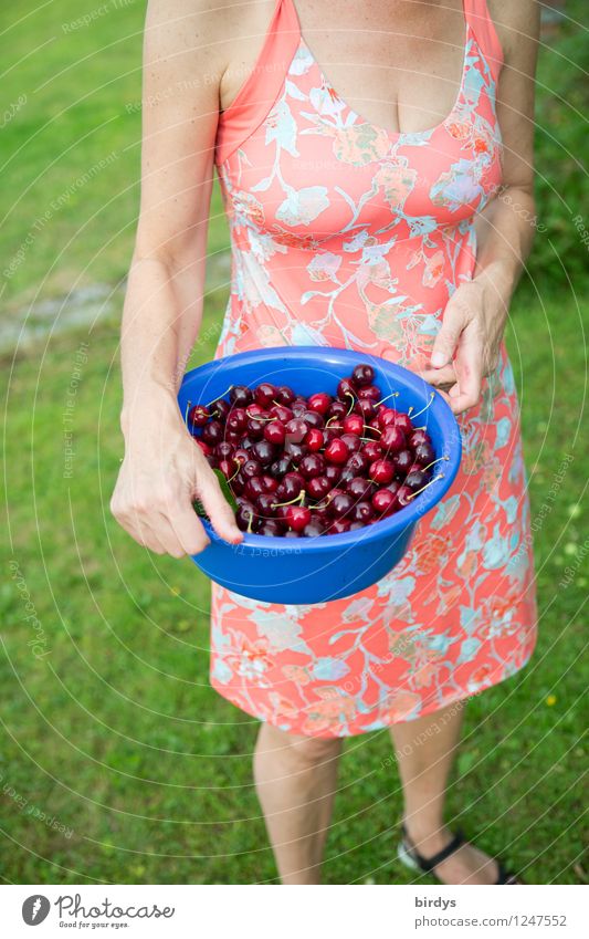 Junge Frau im Sommerkleid mit einer Schüssel voller frisch gepflückter Kirschen Frucht Schalen & Schüsseln Stil Gesunde Ernährung Erwachsene Körper 1 Mensch