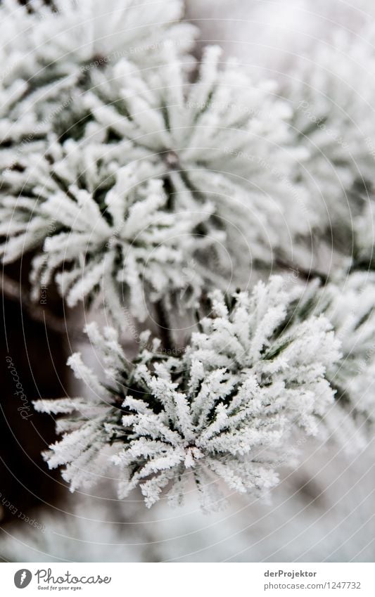 Winterblume Ferien & Urlaub & Reisen Abenteuer Umwelt Natur Landschaft Pflanze Tier Urelemente Klima Wetter Schönes Wetter Eis Frost Schnee Wald