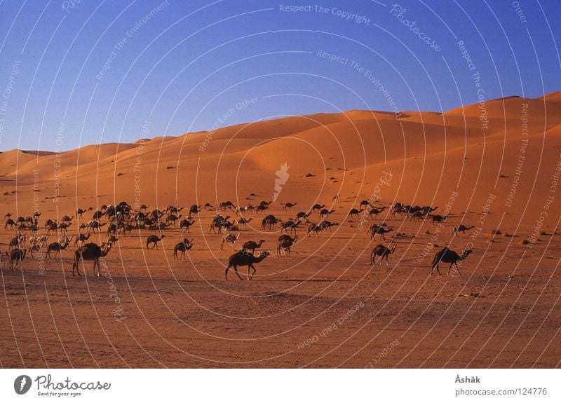 Kamelherde Afrika Libyen Abend Wüste Sahara Sand Stranddüne Schönes Wetter Abenddämmerung