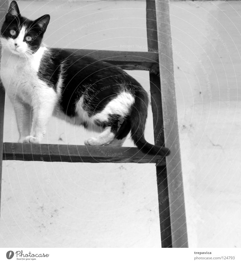 katze Katze süß schwarz weiß Tier Fell aufsteigen Pause Hauskatze animal cat Fleck Angst Leiter Klettern warten
