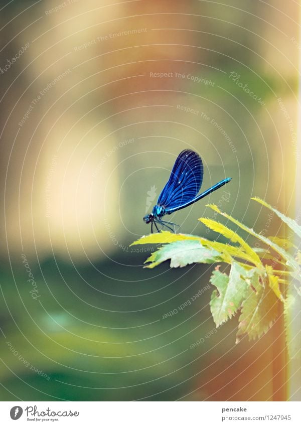 blaustich Natur Schönes Wetter Wald Tier 1 atmen beobachten berühren hocken Blick schaukeln ästhetisch außergewöhnlich elegant bizarr Idylle träumen Libelle