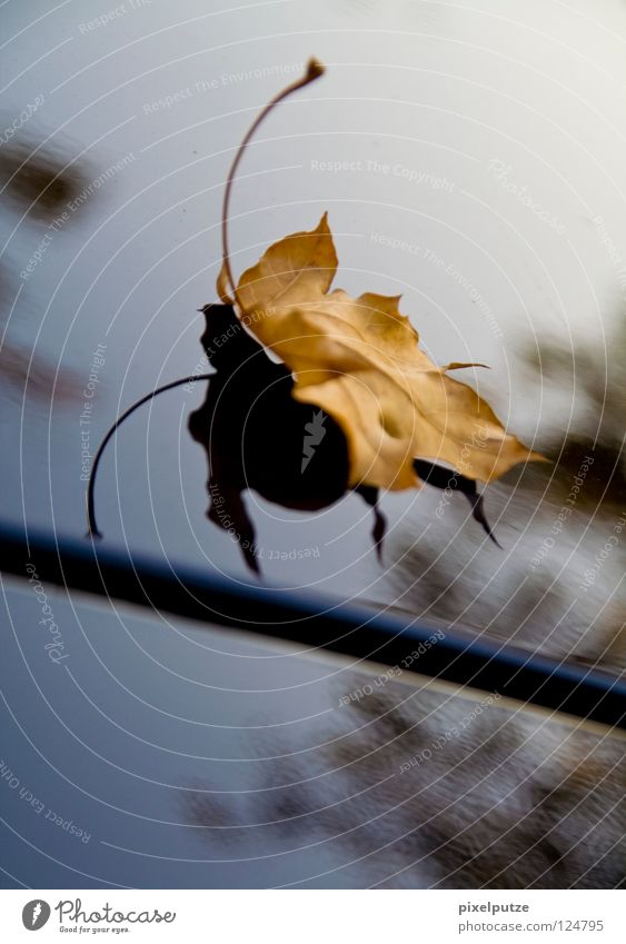 landeanflug Blatt Herbst welk Baum Reflexion & Spiegelung Insekt graphisch unbeständig Baumkrone Physik Fühler schön clean pixelputze Schatten alt fliegen
