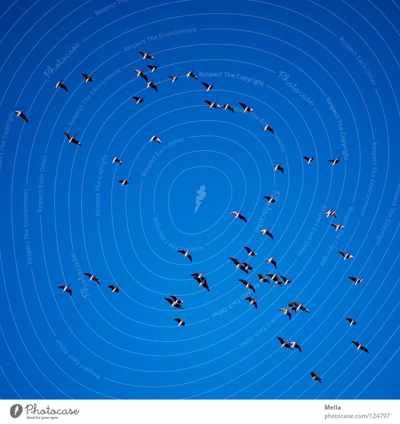 Sie ziehen II Wildgans Vogel Vogelschwarm Zugvogel Formation Ferne Fernweh Sehnsucht kommen gehen Luft Himmel Schwarm Luftverkehr fliegen Wege & Pfade