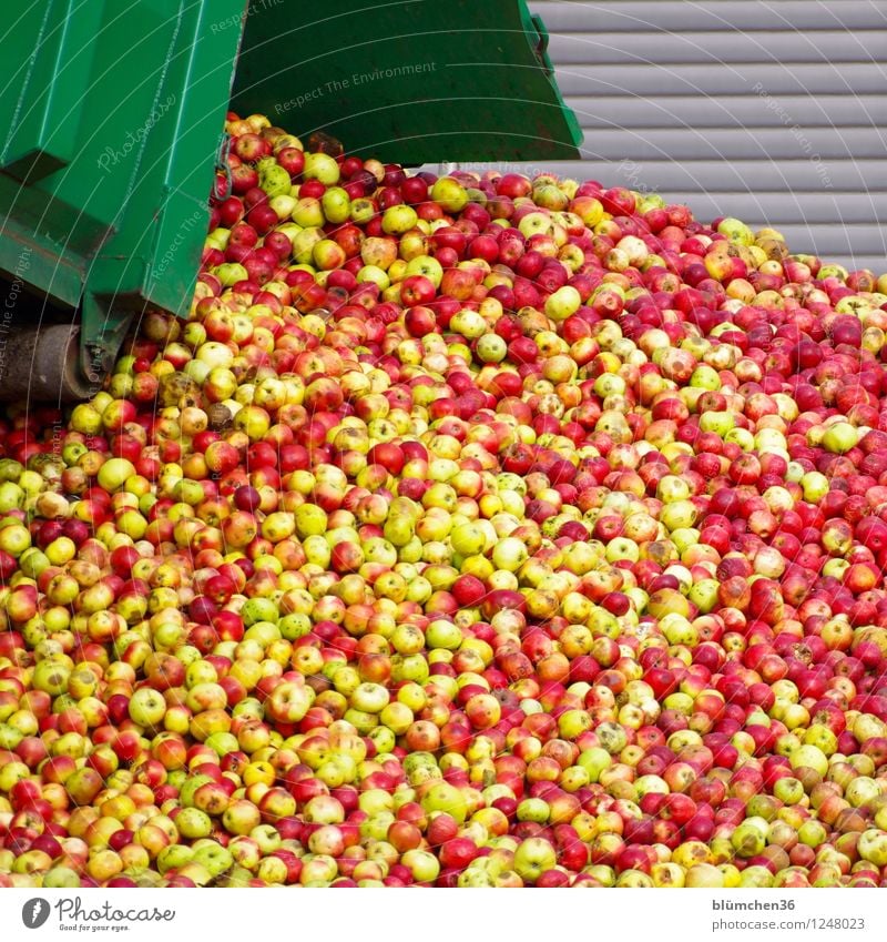 Apfelsaft - Vorstufe Lebensmittel Frucht Saft viele Ernte Ernährung rein genießen Herbst reif Bioprodukte Apfelernte Haufen frisch saftig verarbeiten Lastwagen