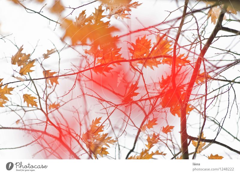 das nächste Level Herbst Blatt Baum Färbung Äste Verwandlung