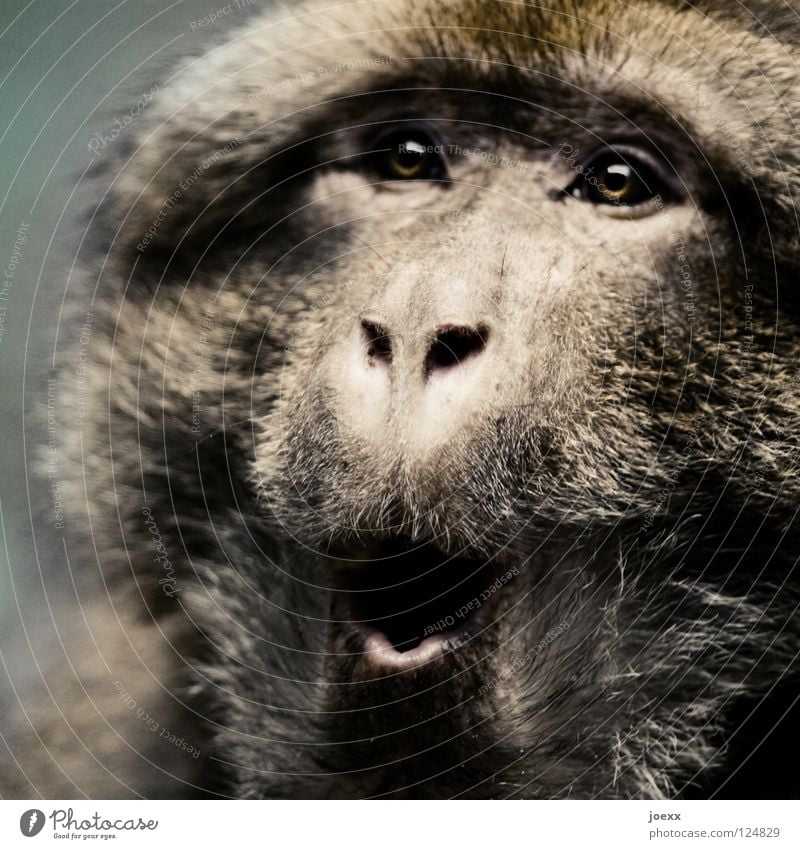 Überraschung … Affen staunen erschrecken erstaunt fassungslos Fell Blick hilflos Schrecken Tier Säugetier Angst Panik affengesicht affenkopf Haare & Frisuren