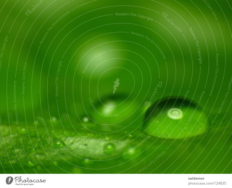 Wassertropfen grün Reflexion & Spiegelung ruhig Lampe beruhigend Makroaufnahme Nahaufnahme Natur