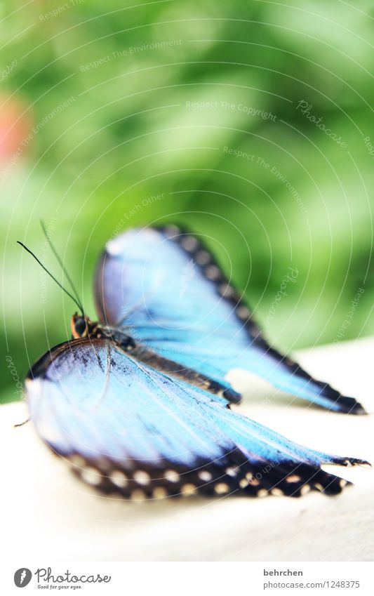 blau machen Natur Pflanze Tier Frühling Sommer Garten Park Wiese Wildtier Schmetterling Flügel blauer morphofalter 1 beobachten Erholung außergewöhnlich elegant