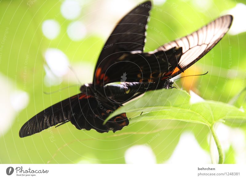 liebe Tier Schmetterling Flügel 2 wählen beobachten berühren Erholung fliegen Liebe Sex außergewöhnlich exotisch fantastisch Glück schön natürlich wild grün