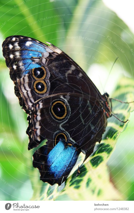 wunderschöne unperfektheit Blatt Schmetterling Flügel blauer morphofalter fliegen sitzen warten ästhetisch natürlich grün Wunde Fühler Erholung Muster