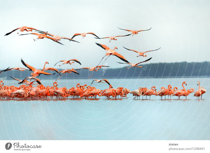 größere Flamingos Tier Wildtier Tiergruppe Herde Schwarm Farbe Teamwork Farbfoto mehrfarbig Morgen Tag Licht Sonnenlicht Vogelperspektive