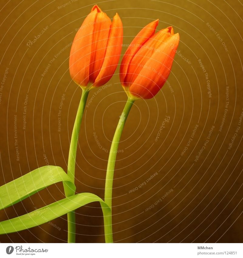 PaarTanz Tulpe Blüte Blume Stengel grün braun synchron 2 Duett Frühling Freude orange paarweise
