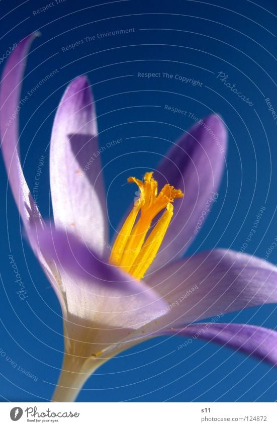 Krokus Am Himmel Natur Pflanze Frühling Schönes Wetter Blume Blüte leuchten blau violett Krokusse Blütenblatt himmelblau Kraft Crocus Stempel Violet orange