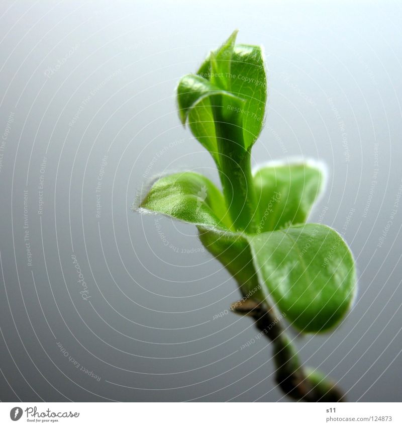 Trieb Leben Natur Pflanze Frühling Blatt frisch klein neu grün Kraft unrasiert hellgrün Ast Ästchen Blütenknospen Häärchen Nahaufnahme Makroaufnahme