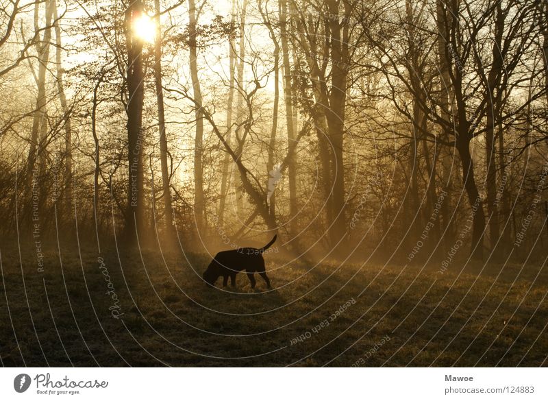 Hund im Morgennebel Wald Nebel Labrador Baum Gegenlicht Schattenspiel Wiese Schwanz Angelrute schwarz Frieden Sonne Ast Gassi