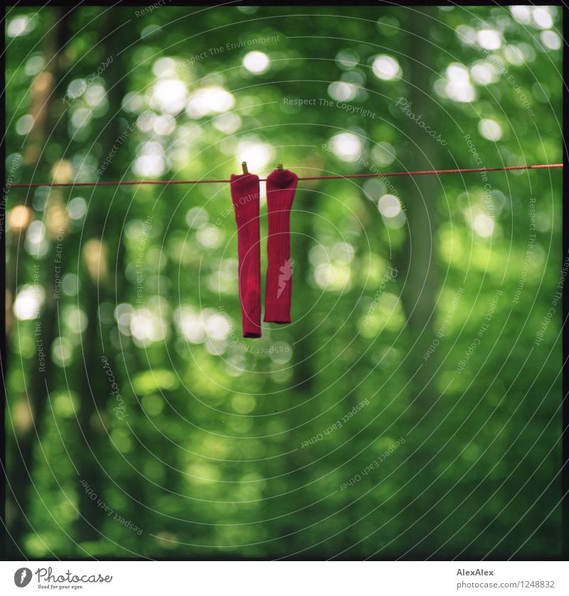 pZ3 | Pärchen Umwelt Natur Landschaft Pflanze Baum Wald Strümpfe Wäscheleine Seil Klammer Wäscheklammern rote Socken hängen ästhetisch Coolness dick