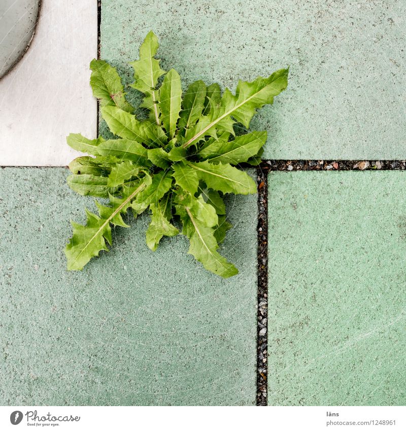 Salat im Quadrat Pflanze Löwenzahn Stadt Wachstum grün Hoffnung Beginn Bodenplatten Außenaufnahme Textfreiraum unten
