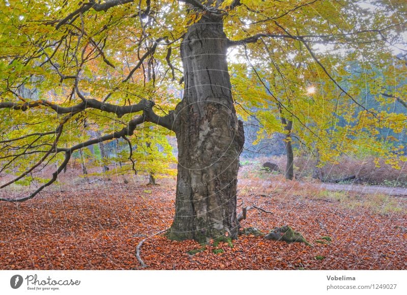 Baum im Herbst Natur Sonne Sonnenlicht Wald braun gelb gold grün rosa rot Farbfoto Außenaufnahme Menschenleer Textfreiraum unten Tag Sonnenstrahlen Gegenlicht