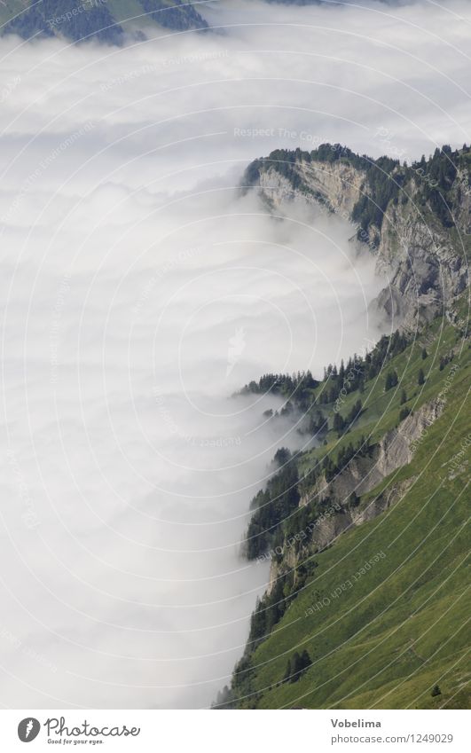 Talnebel im Muotatal Berge u. Gebirge Natur Landschaft Wolken Wetter Nebel Felsen Alpen grau grün weiß ruhig forstberg Muotataler Alpen talnebel Wolkenfeld