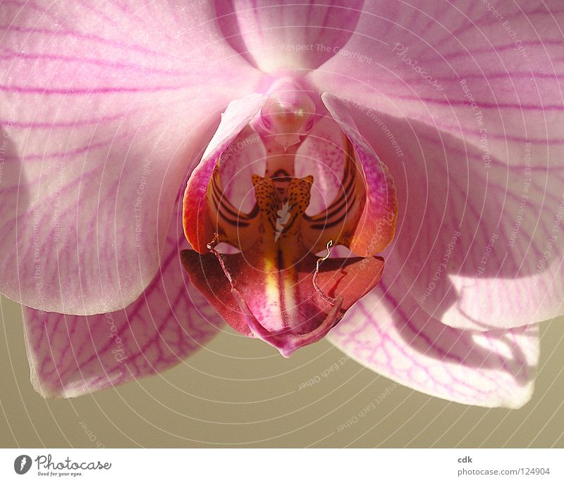 sanfte Schönheit | rosarote Orchideenblüte. Pflanze Zimmerpflanze Blume Blüte Blütenblatt poetisch träumen Vollendung mehrere verschwenden verwundbar