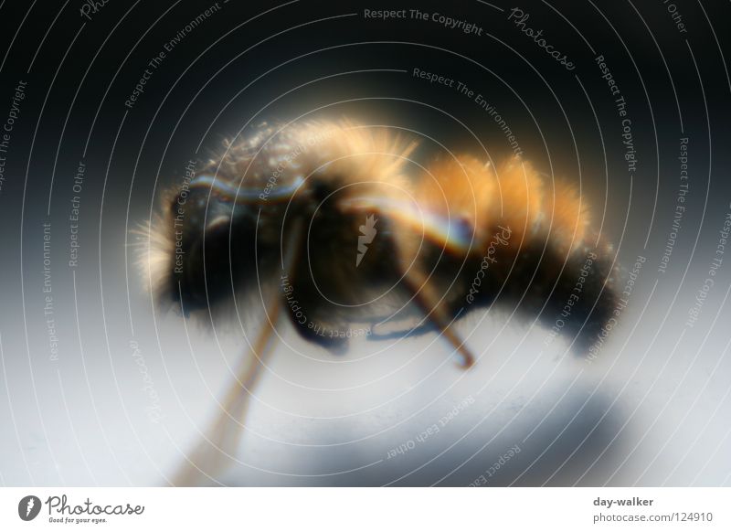 Biene im Rampenlicht Insekt stechen Pollen Honig Staubfäden Fühler Reflexion & Spiegelung Schatten Makroaufnahme Nahaufnahme schön Nektar Haare & Frisuren