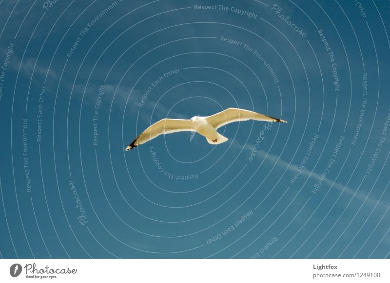 Möwen Pic Tier Vogel 1 Fernweh Einsamkeit elegant Ferne Silbermöve Fliege Abheben Meer Himmel (Jenseits) Farbfoto Luftaufnahme Menschenleer Froschperspektive