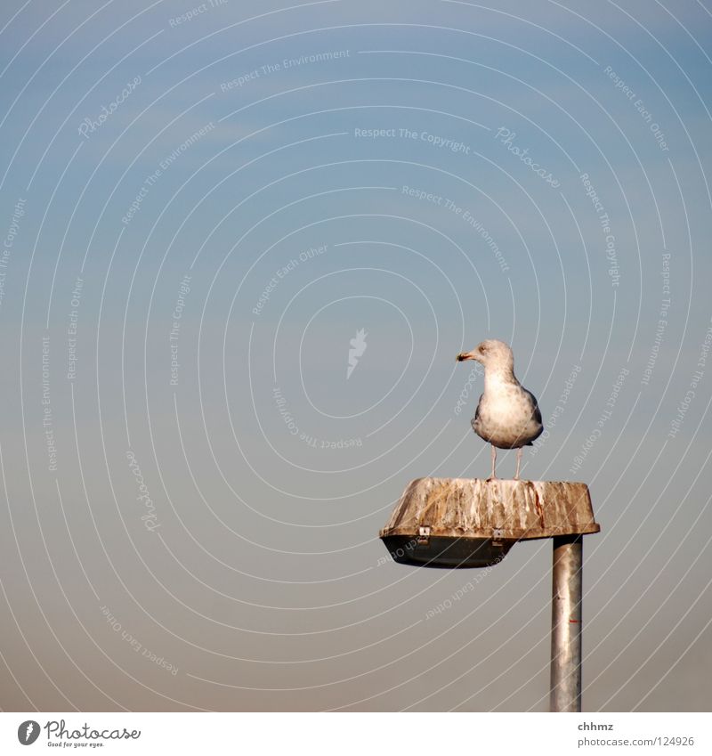Möwenklo Laterne Vogel Meer See erhaben Aussicht Vorgesetzter Einsamkeit Feder Flugtier Beleuchtung Toilette Guano Erholung vollgeschissen mal schauen Kot