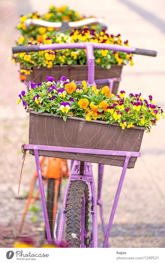 Fahrrad mit Blumenkasten schön Dekoration & Verzierung alt Freundlichkeit Romantik Nostalgie Stiefmütterchen Stillleben farbig sonnig mehrfarbig Kontrast