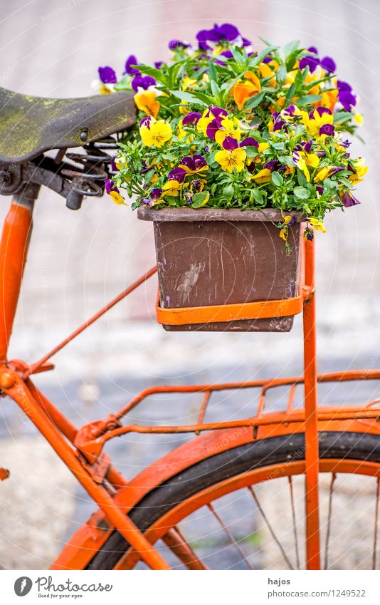 Fahrrad mit Blumenkasten schön Dekoration & Verzierung alt Freundlichkeit Romantik Nostalgie Stiefmütterchen Stillleben farbig sonnig orange mehrfarbig