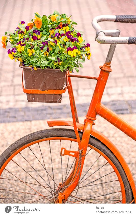 Fahrrad mit Blumenkasten Dekoration & Verzierung Pflanze Topfpflanze alt Freundlichkeit Romantik Nostalgie Stiefmütterchen Stillleben farbig sonnig orange