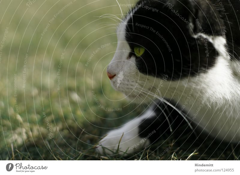 DU GEHÖRST MIR! Katze Gras Pfote Wiese schwarz weiß grün Barthaare Pirsch Konzentration Wachsamkeit springen fortsetzen Physik Sommer Säugetier Hauskatze Ohr