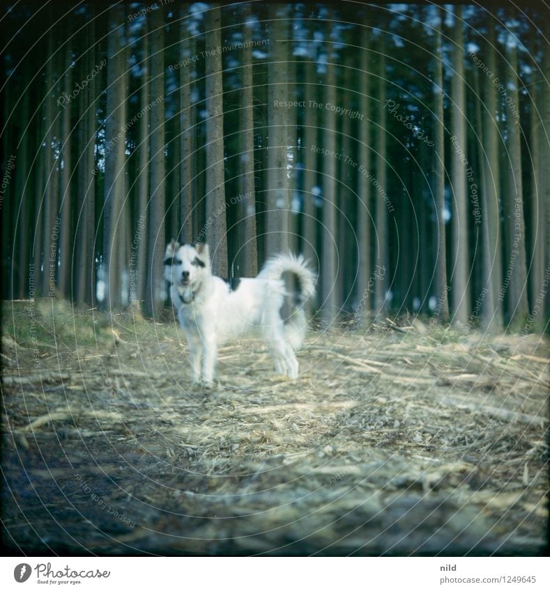 Transparenz Umwelt Natur Landschaft Pflanze Wald Tier Haustier Hund 1 beobachten Jagd elegant gruselig kuschlig niedlich schön weiß kahl Jagdhund