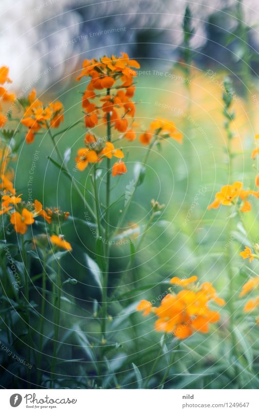 Farbenspielerei Umwelt Natur Pflanze Frühling Sommer Schönes Wetter Blume Blüte Garten orange ästhetisch Vorgarten Farbfoto mehrfarbig Außenaufnahme Tag