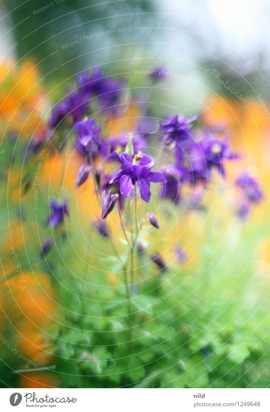 Farbenspielerei Umwelt Natur Pflanze Blume Garten violett orange ästhetisch Orchidee Vorgarten Farbfoto Außenaufnahme Tag Schwache Tiefenschärfe