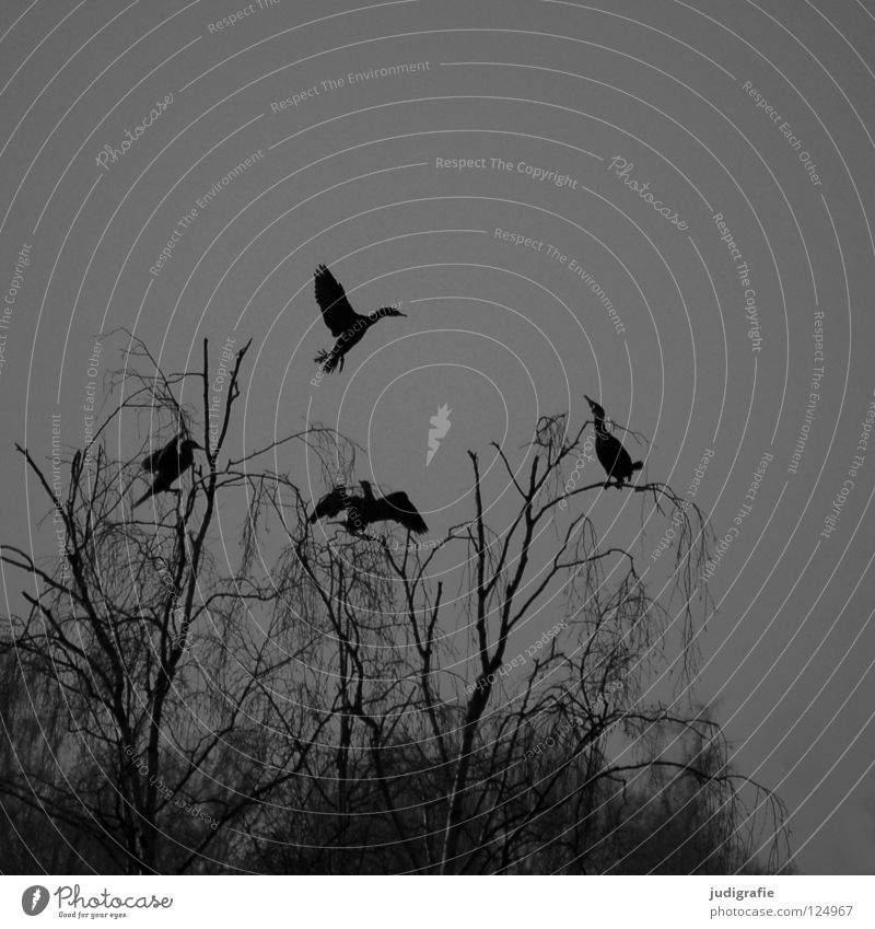 Am Silbersee Vogel Birke Baum Wald Nebel trist grau Kormoran 3 Ruderfüßer See Teich Winter Schwarzweißfoto Himmel sitzen Aussicht Erholung Feder Küste