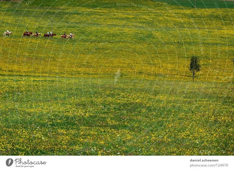 dauert nicht mehr lange ! Sommer Frühling Hintergrundbild Pferd Blumenwiese schön Wiese Freizeit & Hobby Blüte grün gelb Löwenzahn Erholung Horizont Hügel