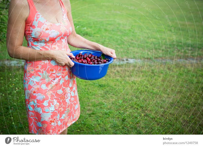 Junge Frau im Sommerkleid mit einer Schüssel voller frisch gepflückter Kirschen Frucht Schalen & Schüsseln Garten Jugendliche 30-45 Jahre Erwachsene Wiese