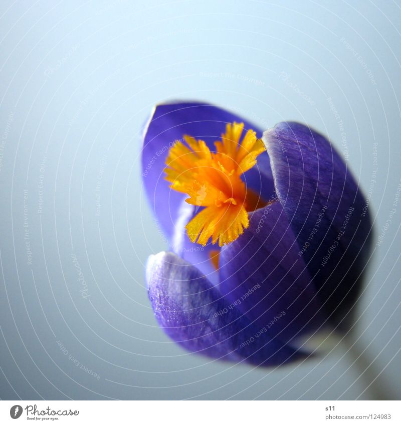 Crocus Natur Pflanze Frühling Blume Blüte leuchten blau violett Krokusse Blütenblatt Kraft Stempel Violet orange Frühlingsbote Nahaufnahme Makroaufnahme