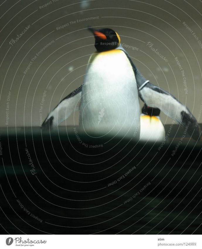 ... warte nur balde ... Pinguin Königspinguine Zoo Spielen Tier kommen nähern spritzen Tiergarten Freude Ausstellung Antarktis Wasser penguin Arme Schwimmhilfe