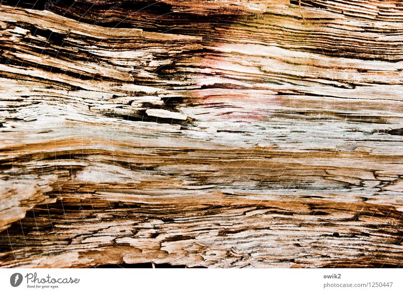 Unter der Haut Natur Baum Holz alt dehydrieren nah natürlich trocken Maserung Niveau offen Farbfoto Gedeckte Farben Außenaufnahme Nahaufnahme Detailaufnahme