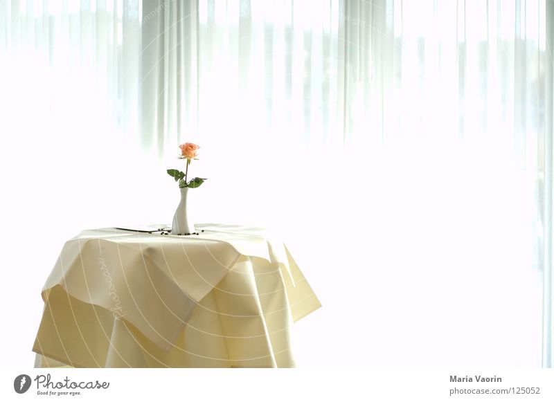 Ein Blümchen für mich - Jubiläumsfoto zum 100. Hotel dienen Tisch Restaurant Sitzung Besprechungsraum Blume Vase Einsamkeit Licht Gastronomie Glückwünsche