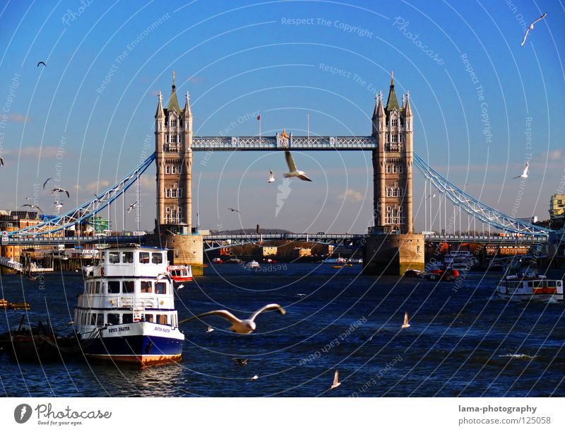 Mein(s) London Tower Bridge England Themse Großbritannien Kunst Sightseeing Hängebrücke Stahl Konstruktion Möwe Vogel Wasserfahrzeug Dampfschiff ankern Sonne