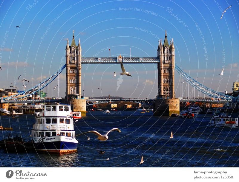 Tower Bridge London England Themse Großbritannien Kunst Sightseeing Hängebrücke Stahl Konstruktion Möwe Vogel Wasserfahrzeug Dampfschiff ankern Sonne Stadt