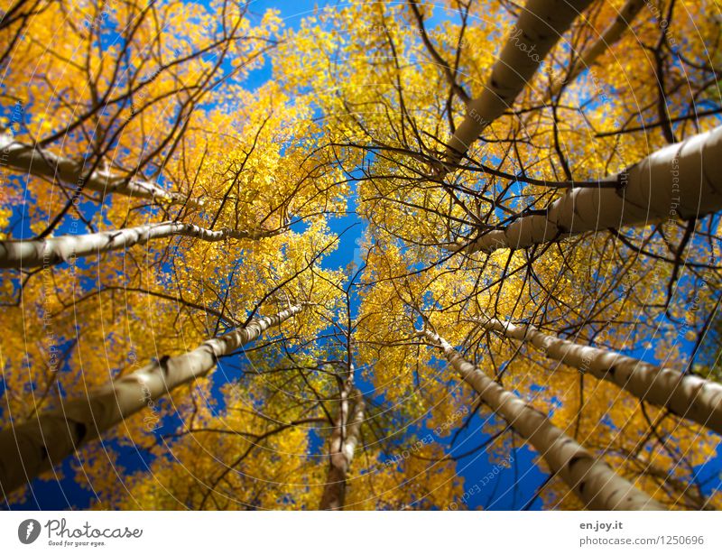 verwirrt harmonisch Wohlgefühl Meditation Ferien & Urlaub & Reisen Umwelt Natur Landschaft Pflanze Himmel Herbst Baum Espe Wald rund blau gelb ruhig Hoffnung